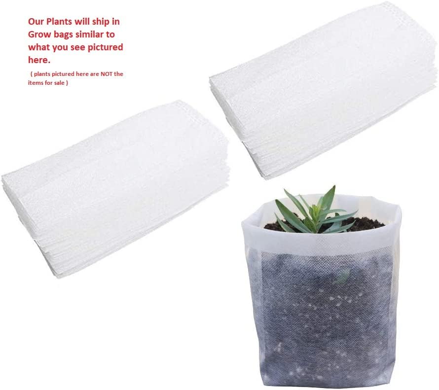 Fudingzhu Fragrant Tea Olive - Live Plant - (1 QT)