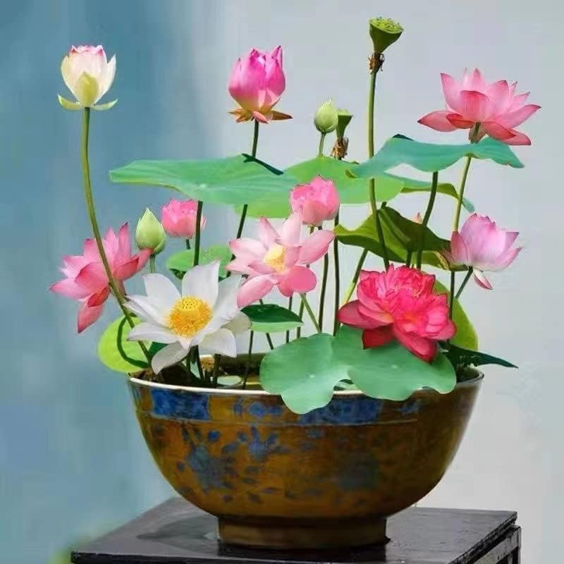 10pcs Mixed Color Bonsai Bowl Lotus Live Plants - Pre-Sprouted Non-GMO - Aquatic Beauties for Indoor and Outdoor Serenity Planting Instructions for Easy Grow - Great Gardening Gifts