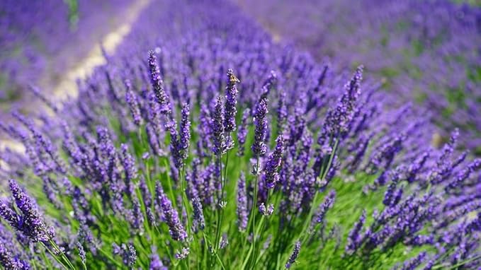 Lavender Planting Mix - Promote Healthy Root Development and Aromatic Flowers - 4 QUARTS