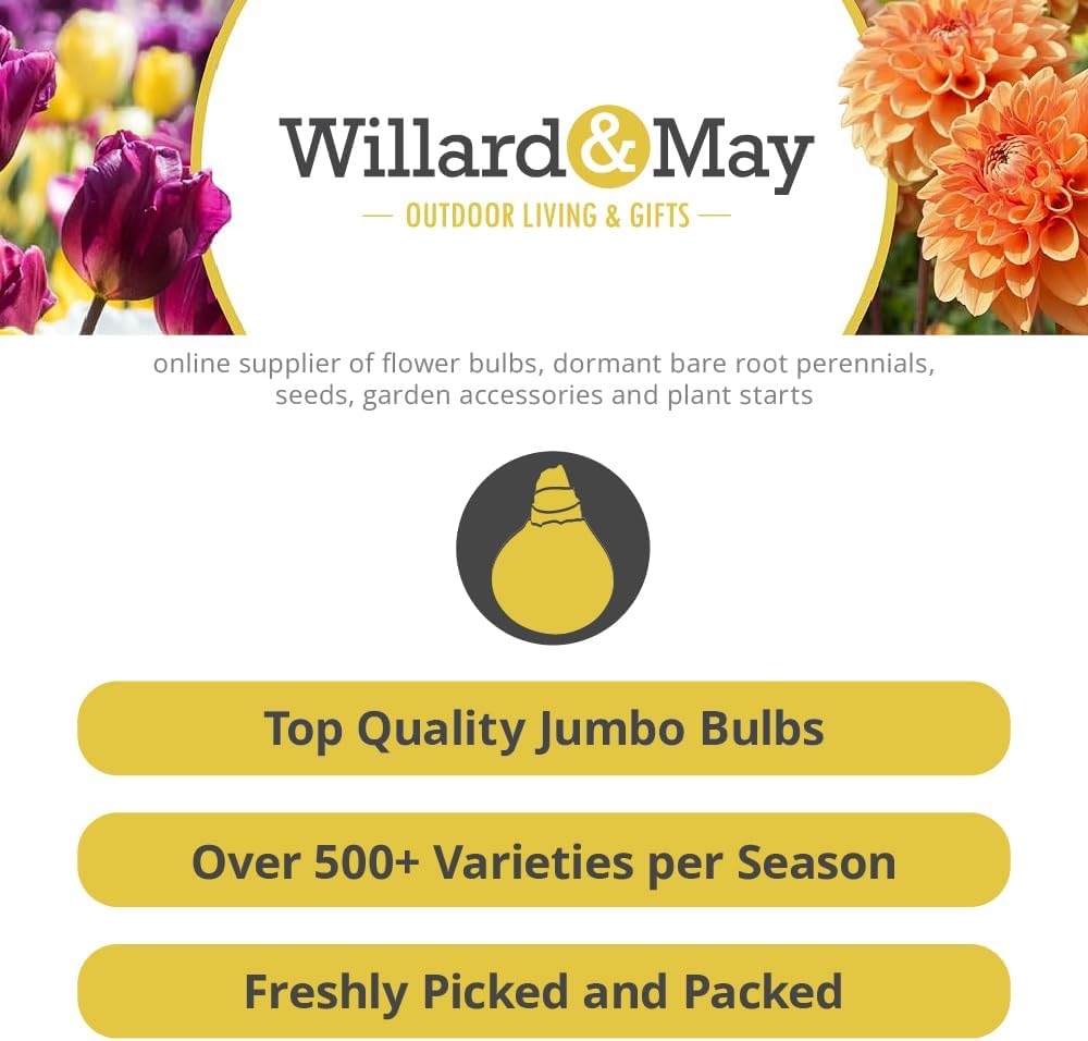 25 Yellow Ranunculus Bulbs Spring Planting - Buttercup Flower Bulb Value Bag - Plant in Gardens, Containers & Flowerbeds - Easy to Grow Perennial Flowers Bulbs by Willard & May