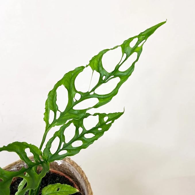 Moisture-Retaining Monstera Obliqua Potting Mix - Healthy Root Growth by Gardenera - 5 Quart