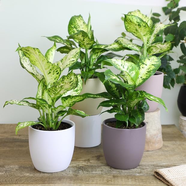 Premium DIEFFENBACHIA Potting Soil Mix - Ideal for Growing Robust and Healthy Dieffenbachia - 10 Quart