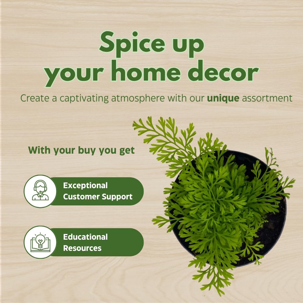 BubbleBlooms Fern Variety Assortment, 6 Different Ferns in 2 inch pots Tiny Mini Pixie Plants