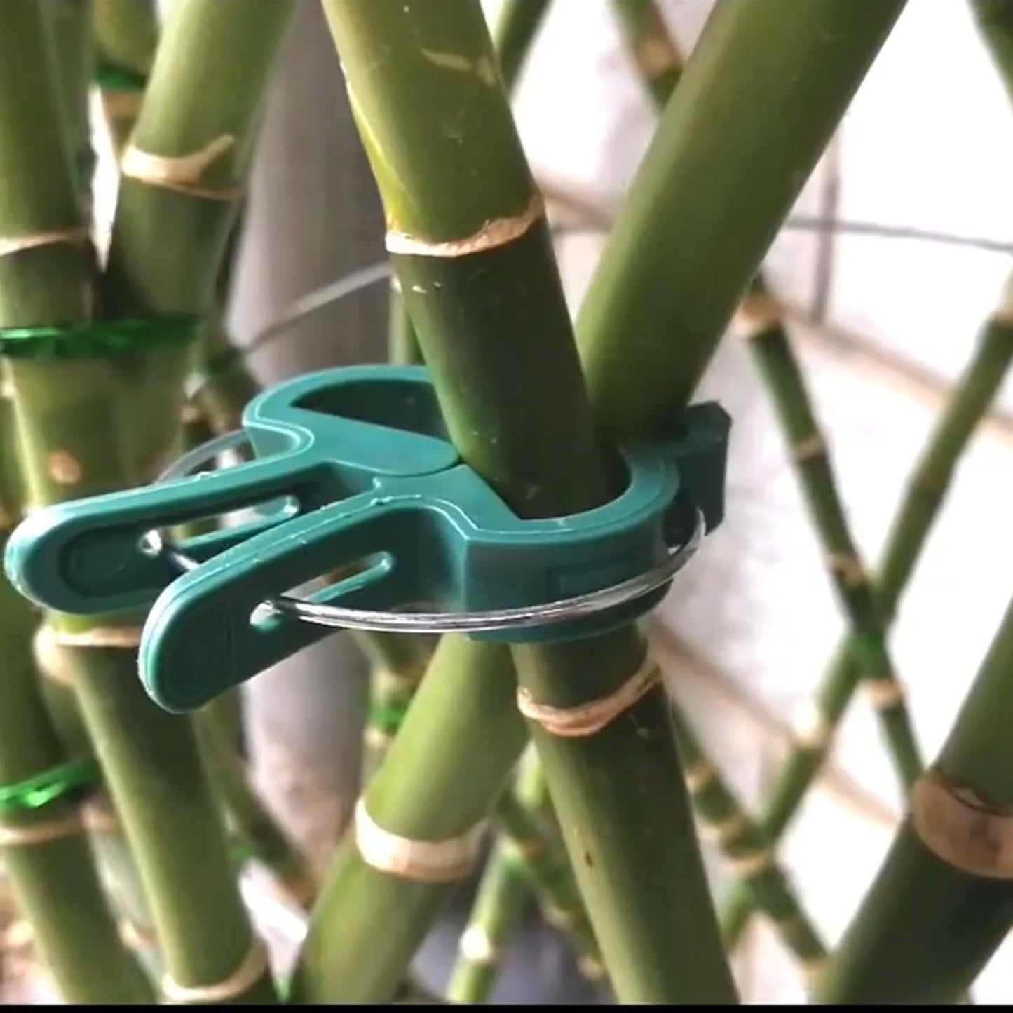 60 Garden Plant Clips,Plant Support Clips Hold Plant Stems, for Multi-Purpose Plants Rattan Clip Rose, Sturdy Cucumber Orchid Clip Plant Support Adjustable Clip Green (Large 60Pcs), DHYWJ-01