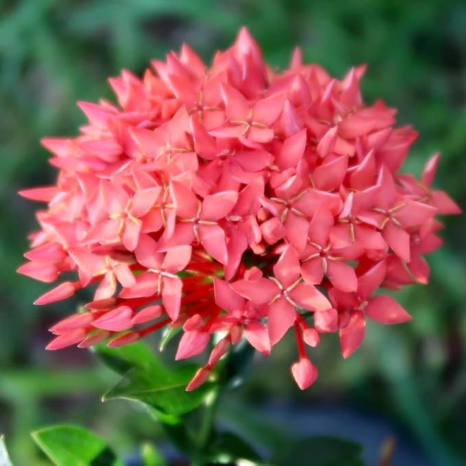 Ixora Plant Potting Soil - All-Natural Blend for Thriving Ixora Plants - Boosts Root Health and Vibrant Blossoms - 10 Quart