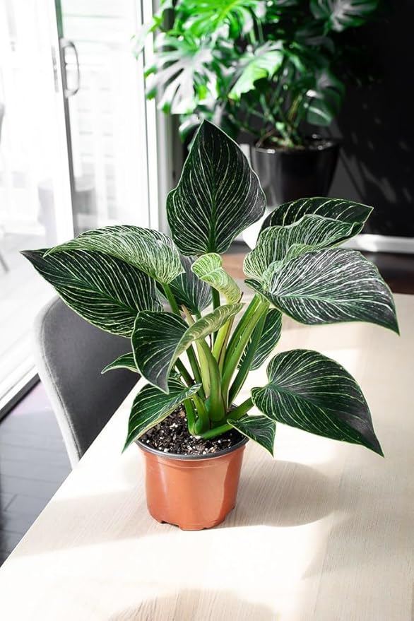 Organic Philodendron Soil Blend - Promote Strong Root Development and Vibrant Leaves - 20 QUARTS