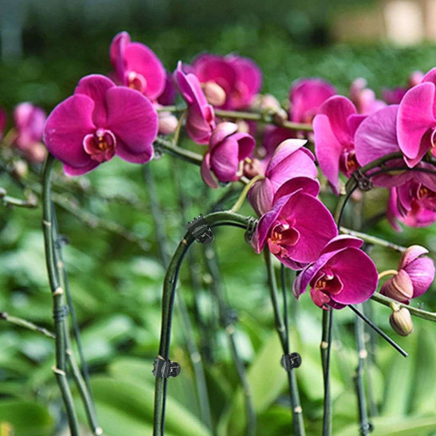 AccEncyc 100 Pcs Plant Clips Orchid Clips Plants Orchid Support Clips Flower Vine Clips for Supporting Stems Vines Stalks Climbing Plant Grow Upright