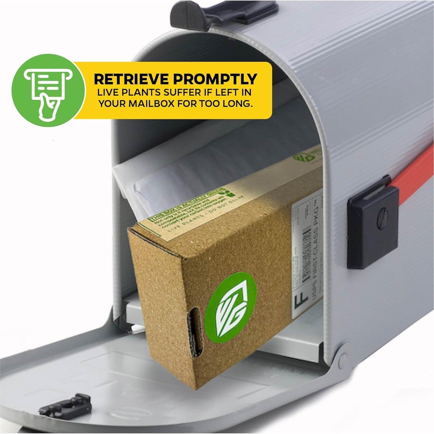 Night Blooming Jasmine Live Plant - Cestrum nocturnum - Wellspring Gardens Starter Plant