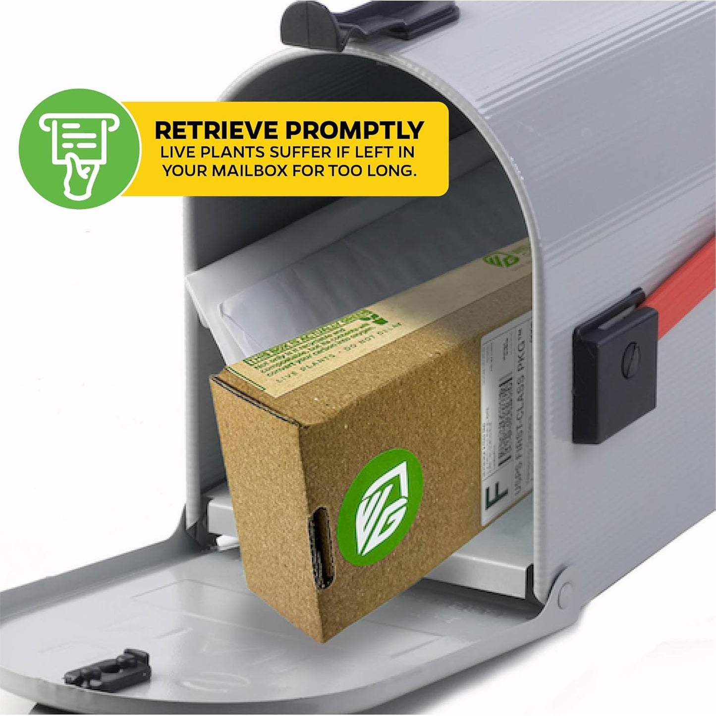 Longevity Spinach Live Plant - Gynura procumbens - Wellspring Gardens Nutrient-Rich Live Vegetable Plants - Vibrant & Healthy Plants, Easy to Grow & Maintain - Ideal for Outdoor & Indoor Planting