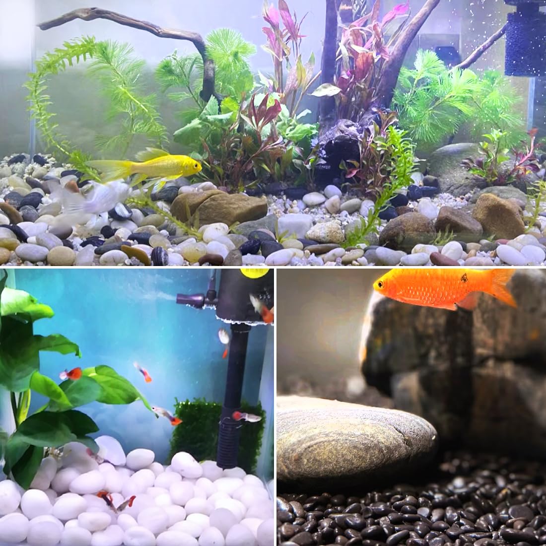 10lbs Pebbles for Indoor Plants, 2-3 Inch Mixed Color High Polished Large River Rocks Outdoor Decorative Stones Vase Filler Fish Tank Aquariums Landscaping Garden Outdoor and Indoor DIY