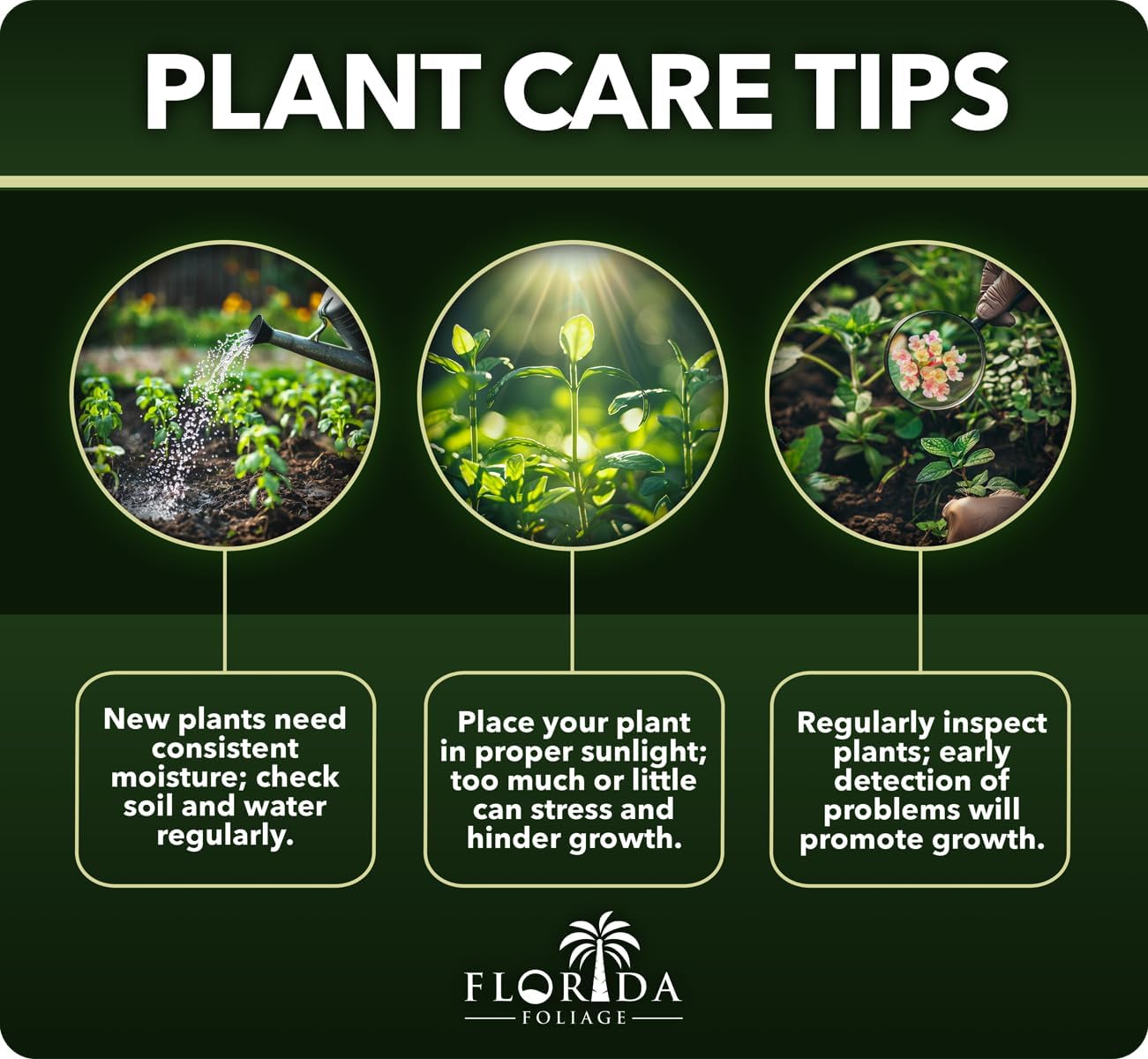 Fragrant Tea Olive | 1 Live Gallon Size Plant | Osmanthus fragrans | Ideal for Gardens & Landscaping | Easy-to-Grow Evergreen Shrub | Delightful Sweet Scent | Decorative & Versatile