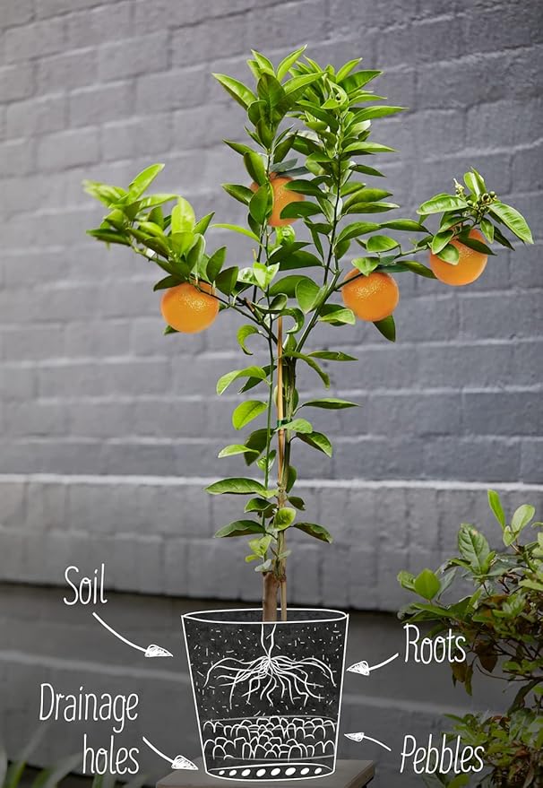 Citrus Tree Potting Soil Mix, Special Blend for Indoor Oranges, Lemons, Limes and More - (4 Quart Bag)