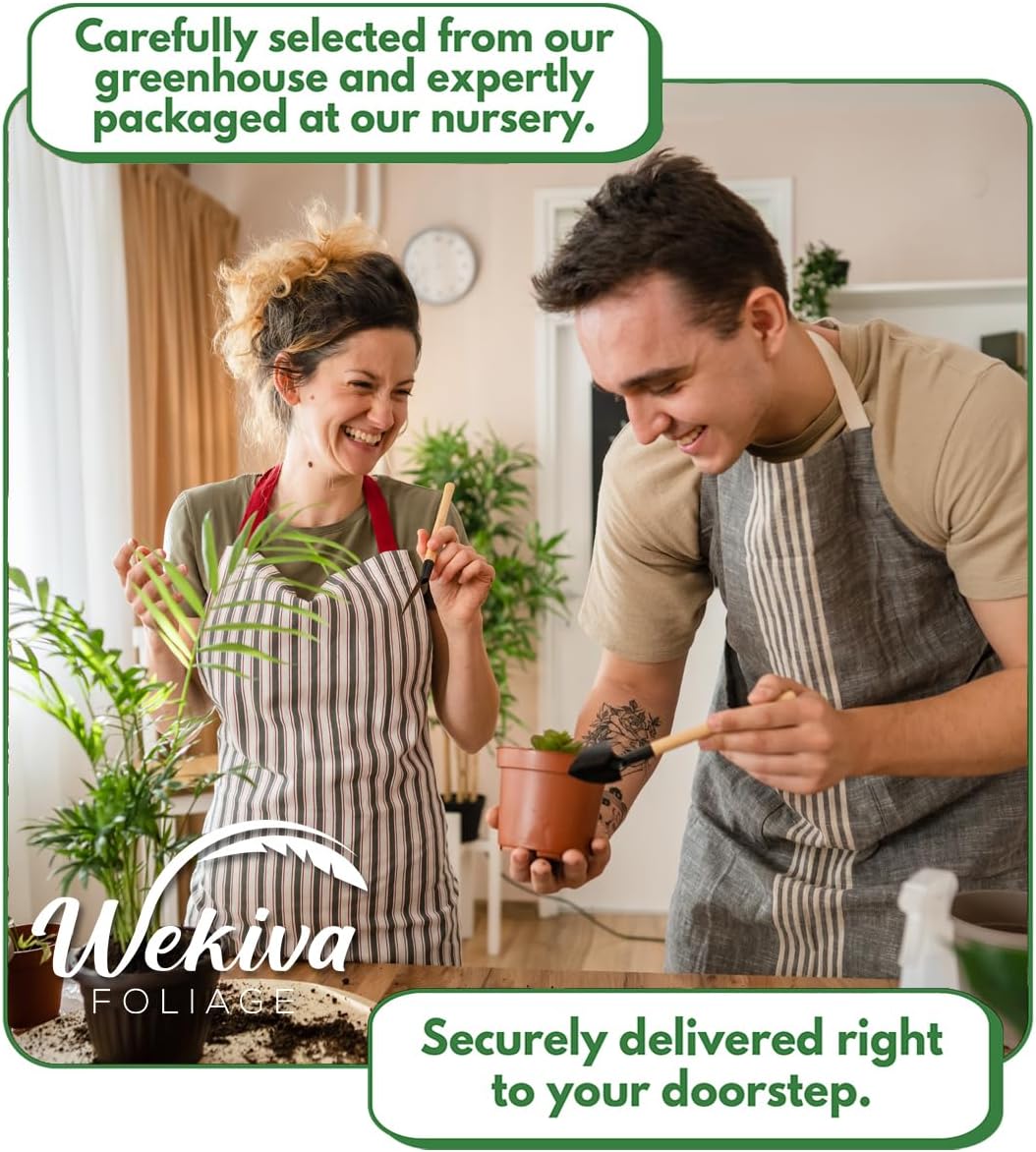 Kadota Fig Tree - 4 Live Starter Plants - Ficus Carica - Edible Fruit Tree for The Patio and Garden