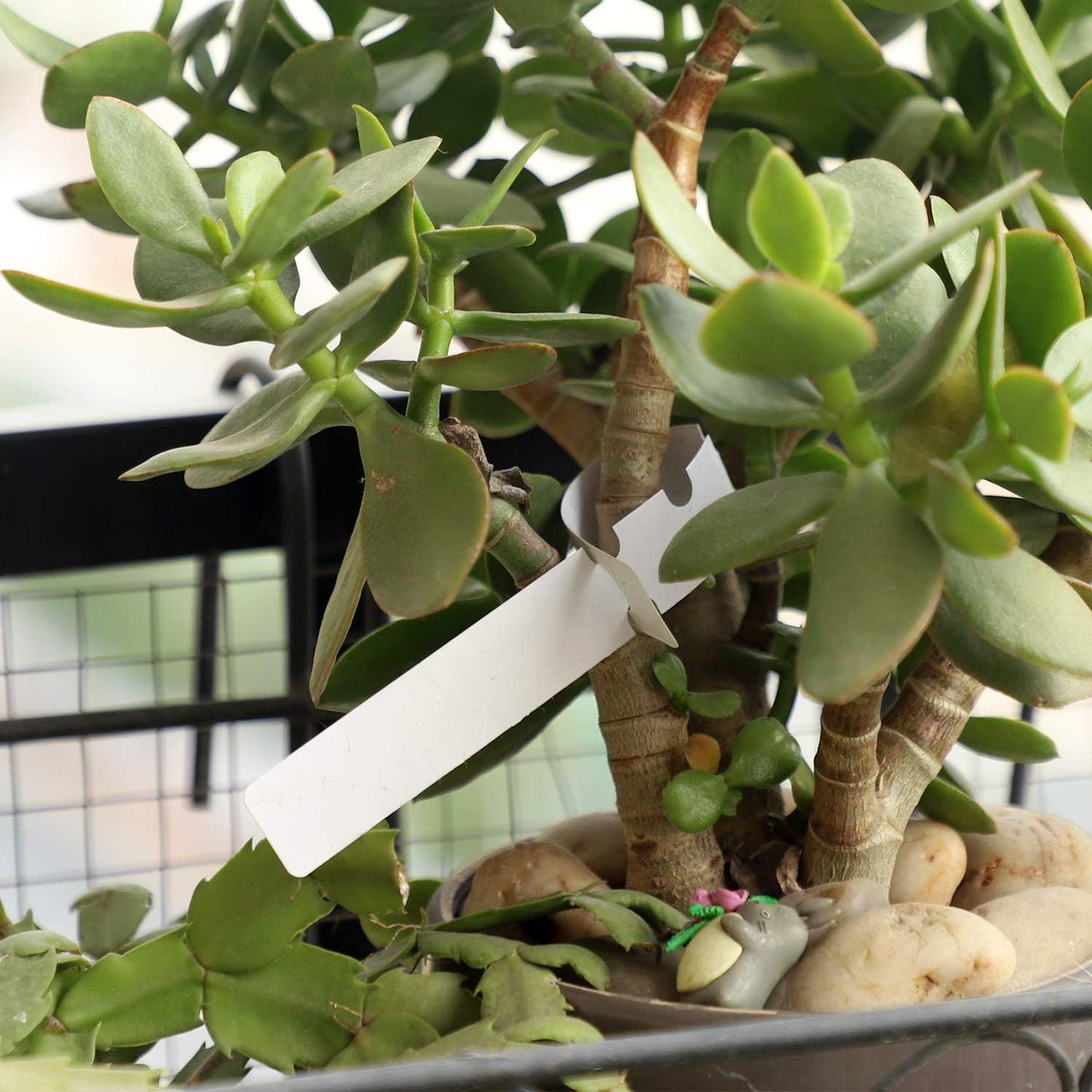 KINJOEK 1200 PCS White Plant Labels Tags, Plastic Adjustable Wrap Around Waterproof Hanging Garden Tree Name Tags, 2x20cm Strip Plant Tag for Identifying Various Outdoor Nursery Plants Flowers