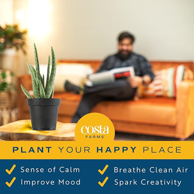 Costa Farms Aloe Vera (2 Pack), Live Succulent Plant, Easy Care Indoor Houseplant in Grower Pot, Natural Room Air Purifier in Soil, Living Room or Office Décor, New House Warming Gift, 12-Inches Tall