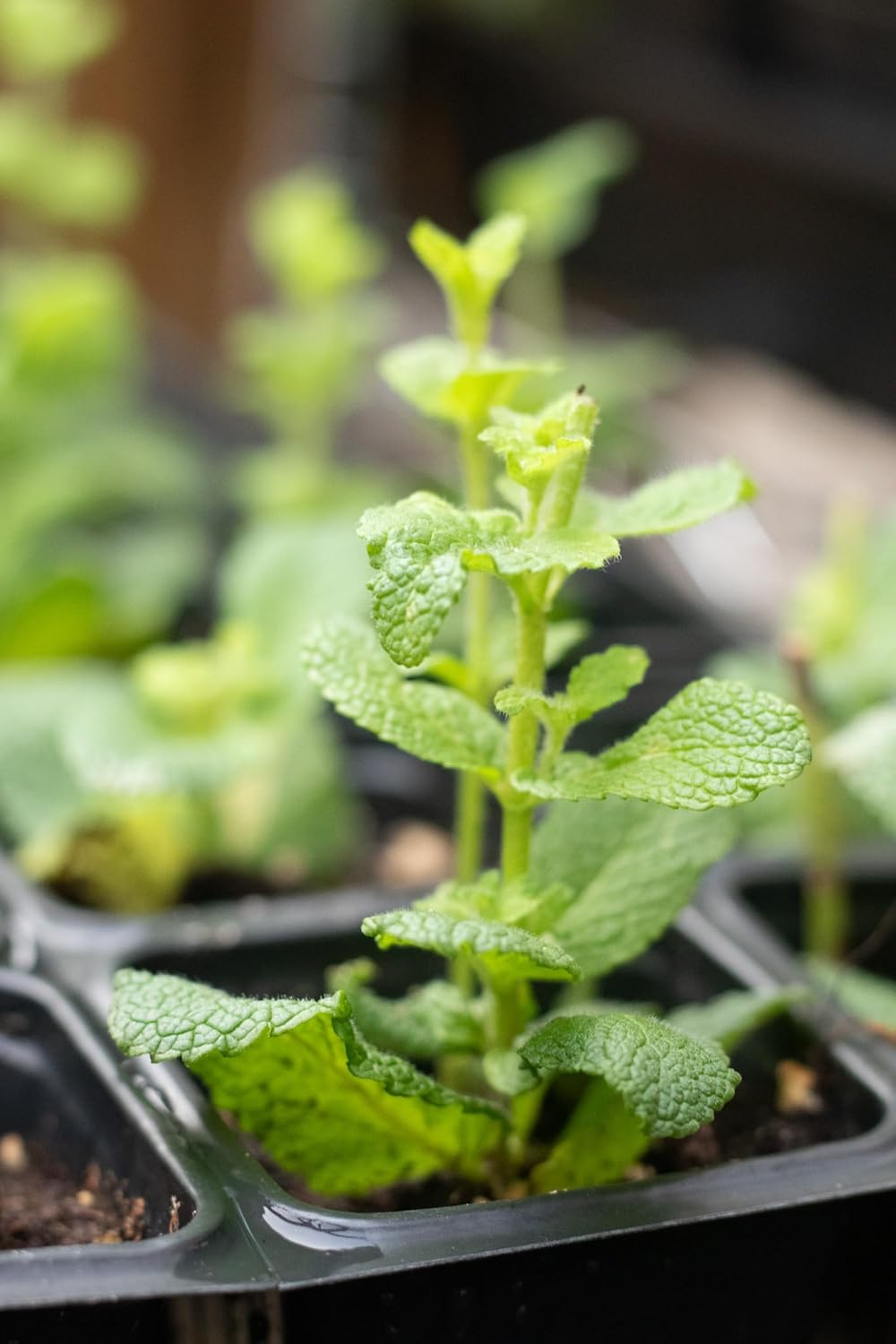 Organic Apple Mint Live Plant, (Mentha suavolens) in 2.5 inch Pot.