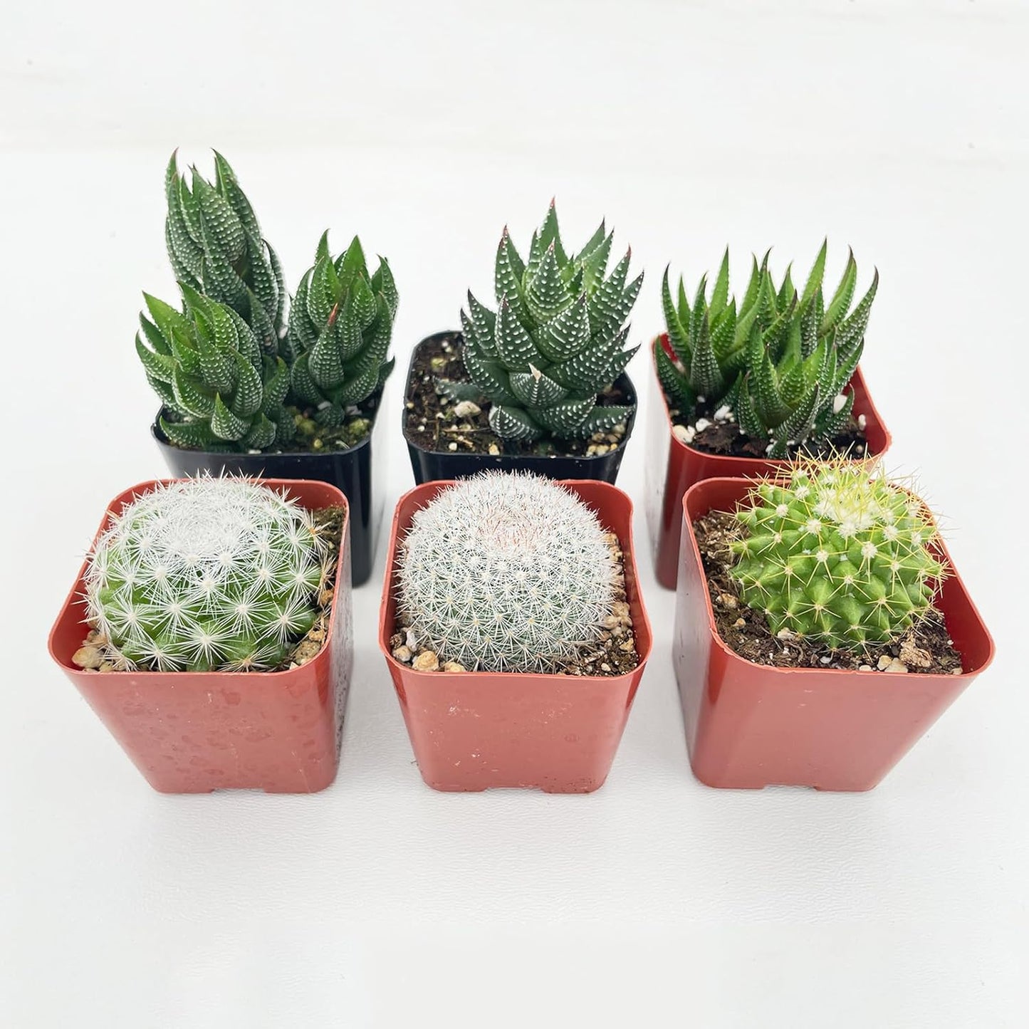 Succulent Plants (6 Pack), Live Succulents Fully Rooted in 2" Grower Pots, Unique Potted House Plant for DIY, Home Decor, Wedding Party Favor (Haworthia + Cactus)