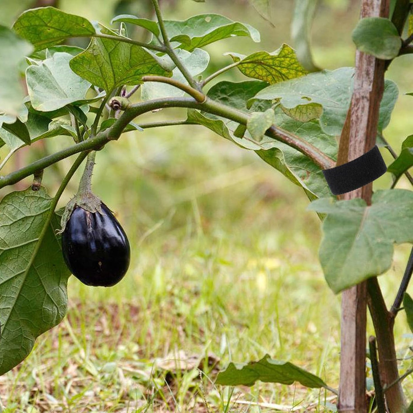 Plant Ties 131ft Feet, Plant Tape Reusable Nylon Hook and Loop Tape, Garden Strap for Climbing Plants Supports, Tree Ties for Flower Vine Tomato Branches, Cable Wire (Black)