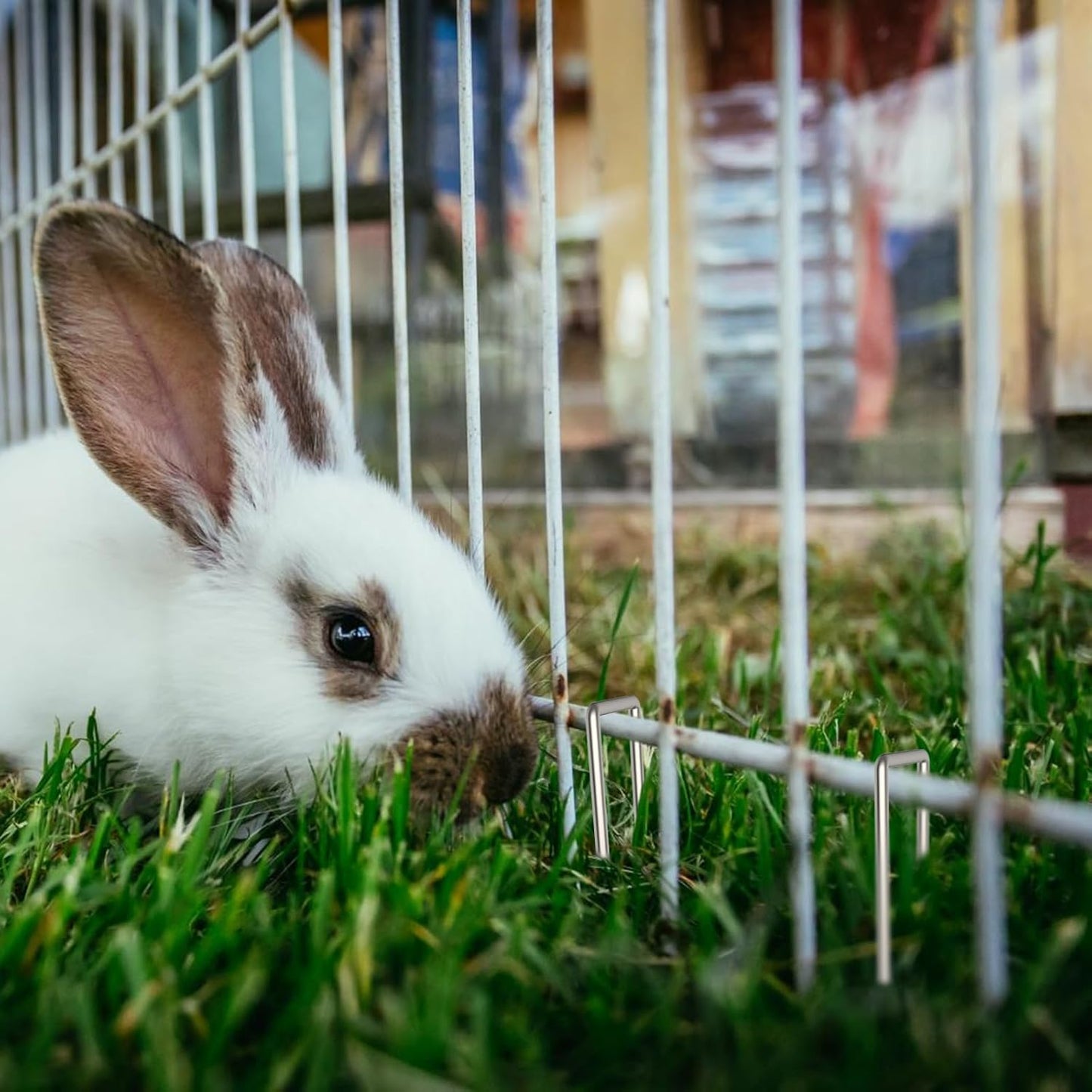 AAGUT 12 Inch Garden Stakes Landscape Staples, 25 Pcs U Shaped 11 Gauge Galvanized Pins Metal Fence Ground Stakes for Gardening, Chicken Wire, Irrigation Tubing, Camping Tent, Secure Lawn Fabric