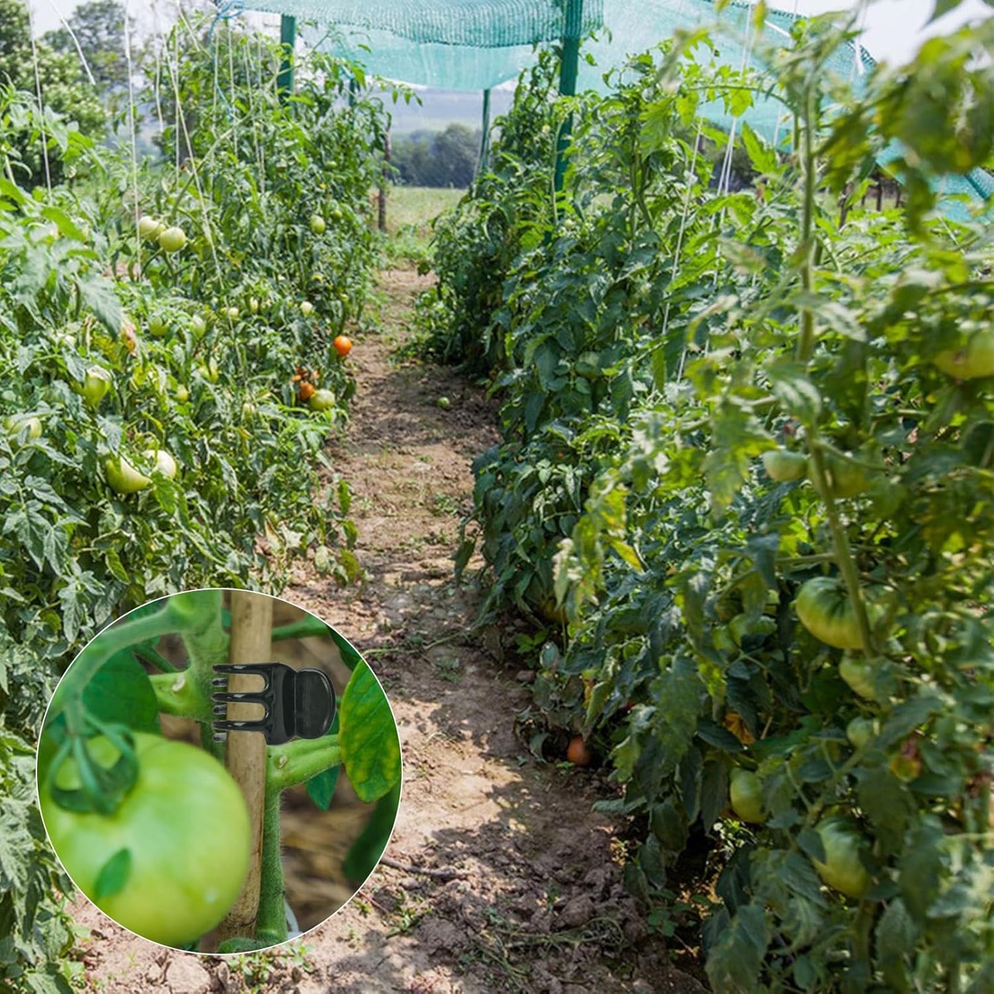 AccEncyc 50 Pcs Large Plant Clips Orchid Clips Plant Orchid Support Clips Flower Vine Clips for Supporting Stems Vines Stalks Climbing Plants Grow Upright