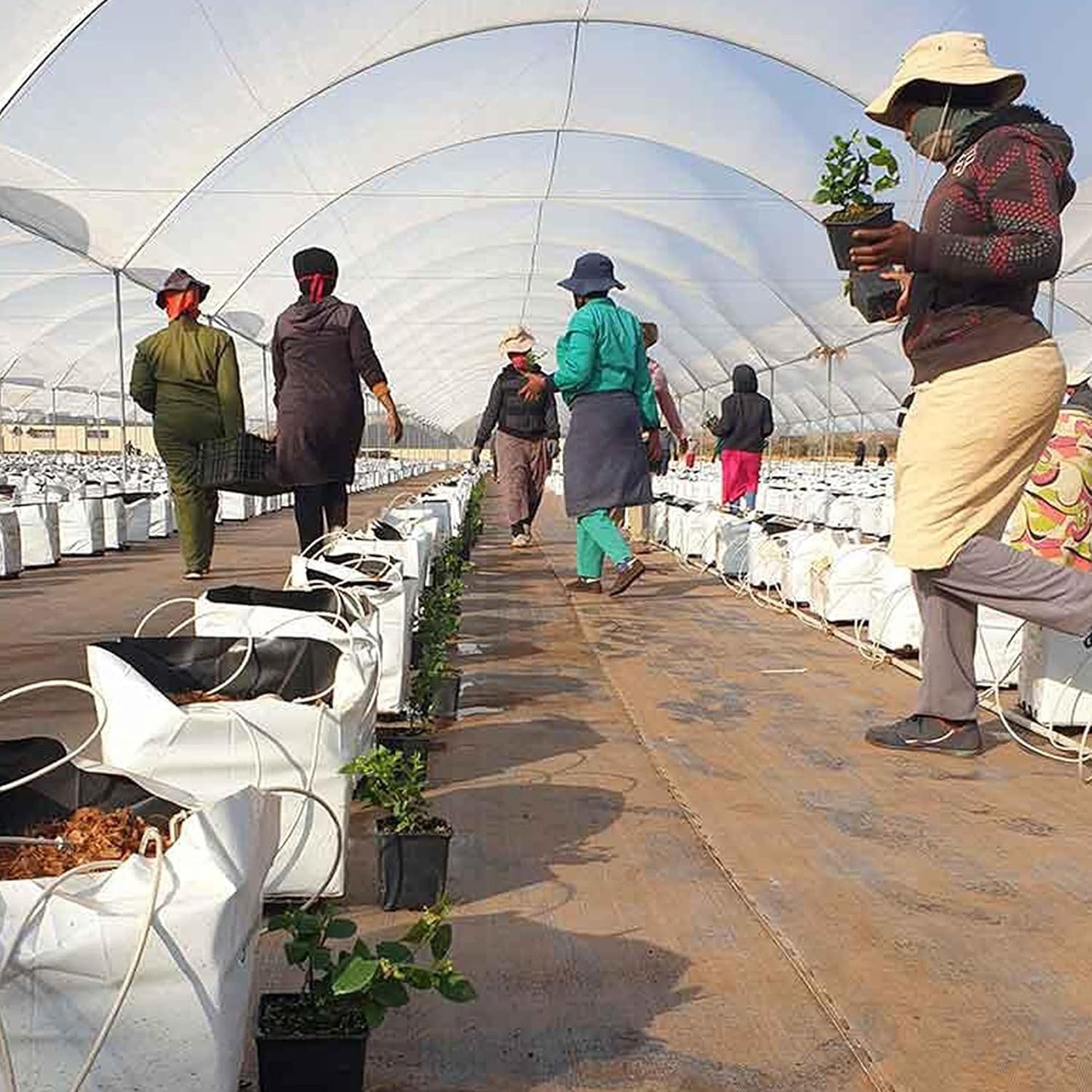 TEXALAN(R Poly Grow Bag Planters Panda Film Black and White 5 Gallon 25pcs