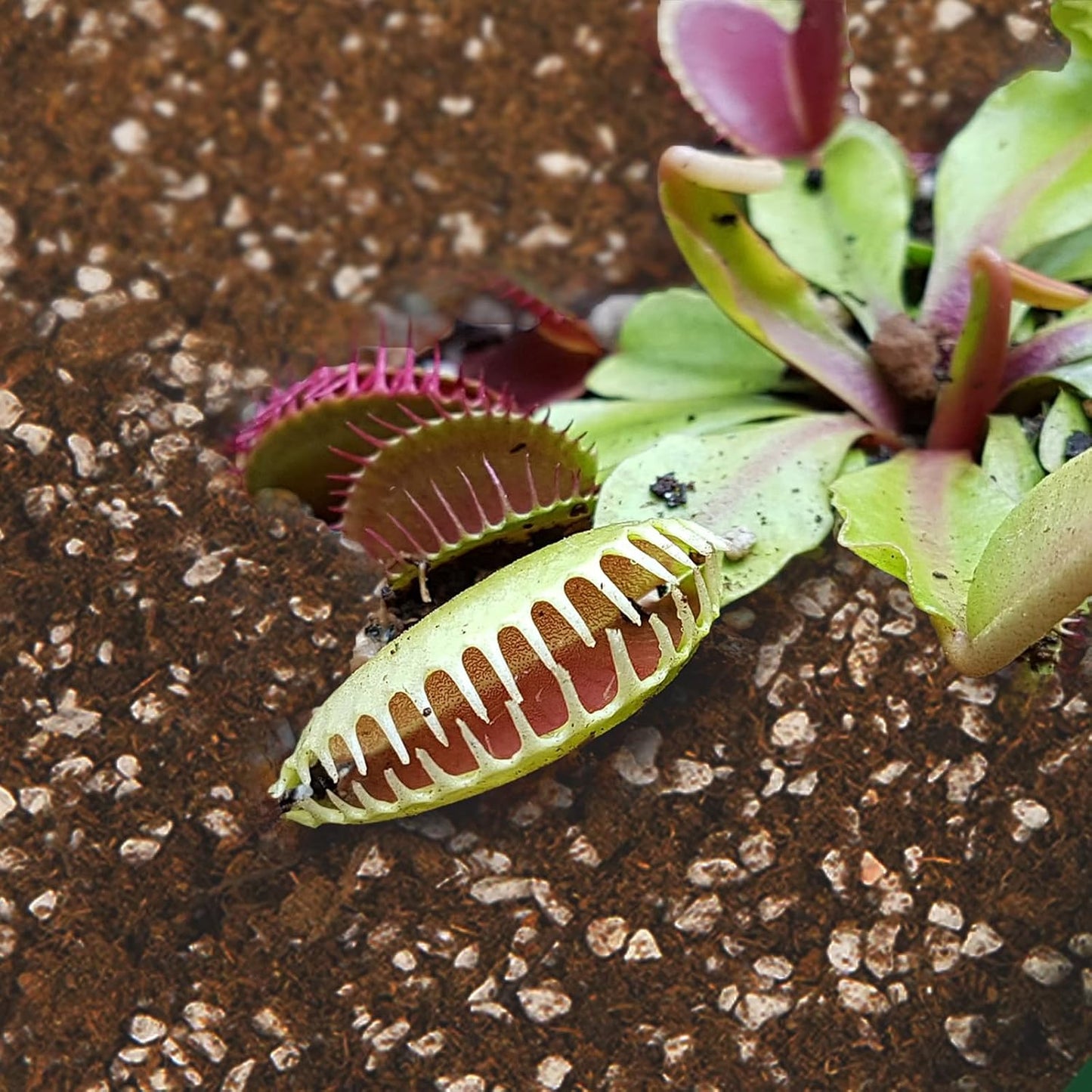 Carnivorous Plant Soil Mix 2qt, Pure Peat Moss and Perlite Mixture for Venus, Pitcher, Butterwort, Nepenthes, Sundew