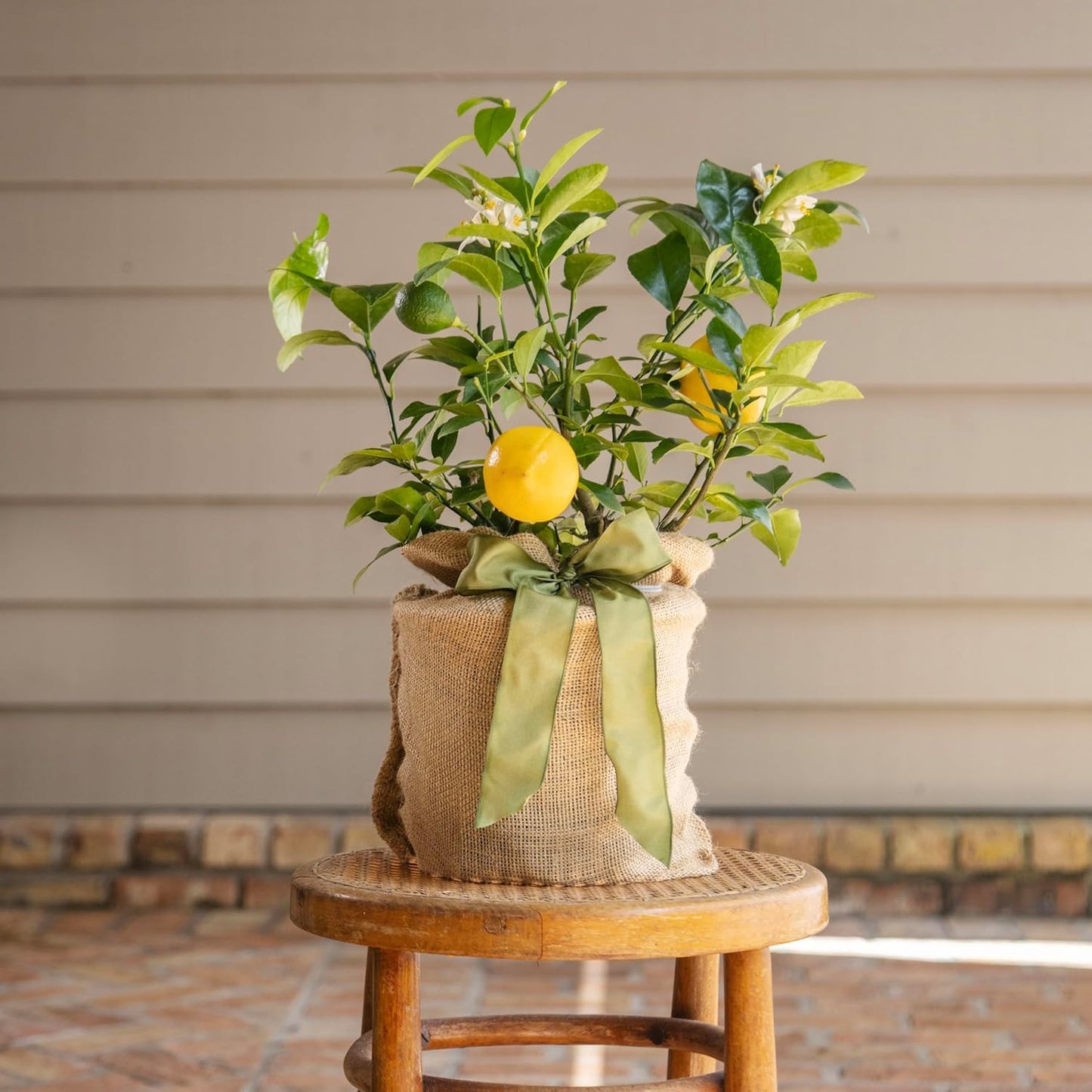 Meyer Lemon Tree Sympathy Gift, Live Dwarf Fruit Tree That Bears Juicy Lemons, The Perfect Memorial Gift by The Magnolia Company, No Shipping to TX, LA, AZ, AL, CA