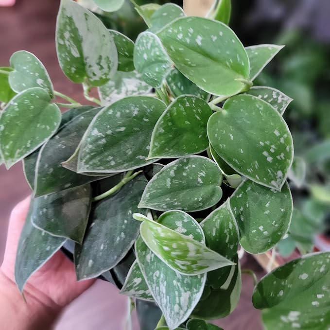 Scindapsus Sterling Plant Potting Soil - All-Natural Blend for Thriving Scindapsus Sterling Plants - Boosts Root Health and Striking Foliage - 10 Quart