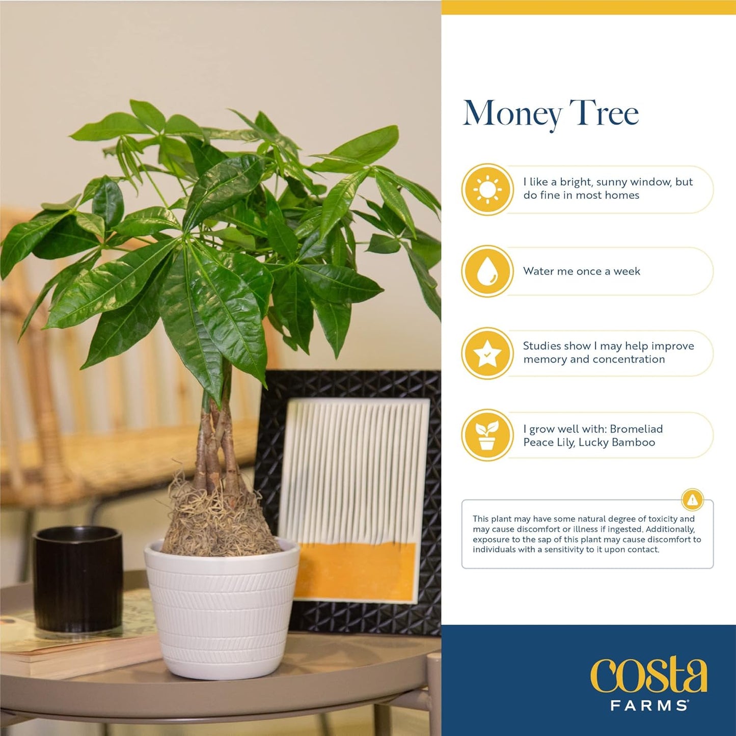 Costa Farms Money Tree, Small Easy to Grow Live Indoor Plant, Live Houseplant in Indoor Plant Pot, Bonsai Potted in Potting Soil, Birthday, Housewarming, Tabletop and Office Home Decor, 10-Inches Tall