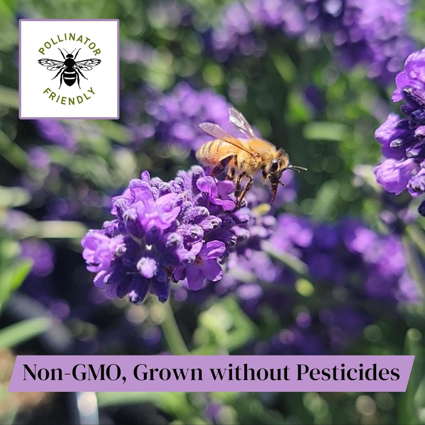 L+ French Provence Lavender 4-Pack – 6–12" Tall Live Plants with Fragrant Blue-Purple Blooms in 4" Pots – Hardy, Aromatic & Perfect for Outdoor Décor & Pollinator Gardens