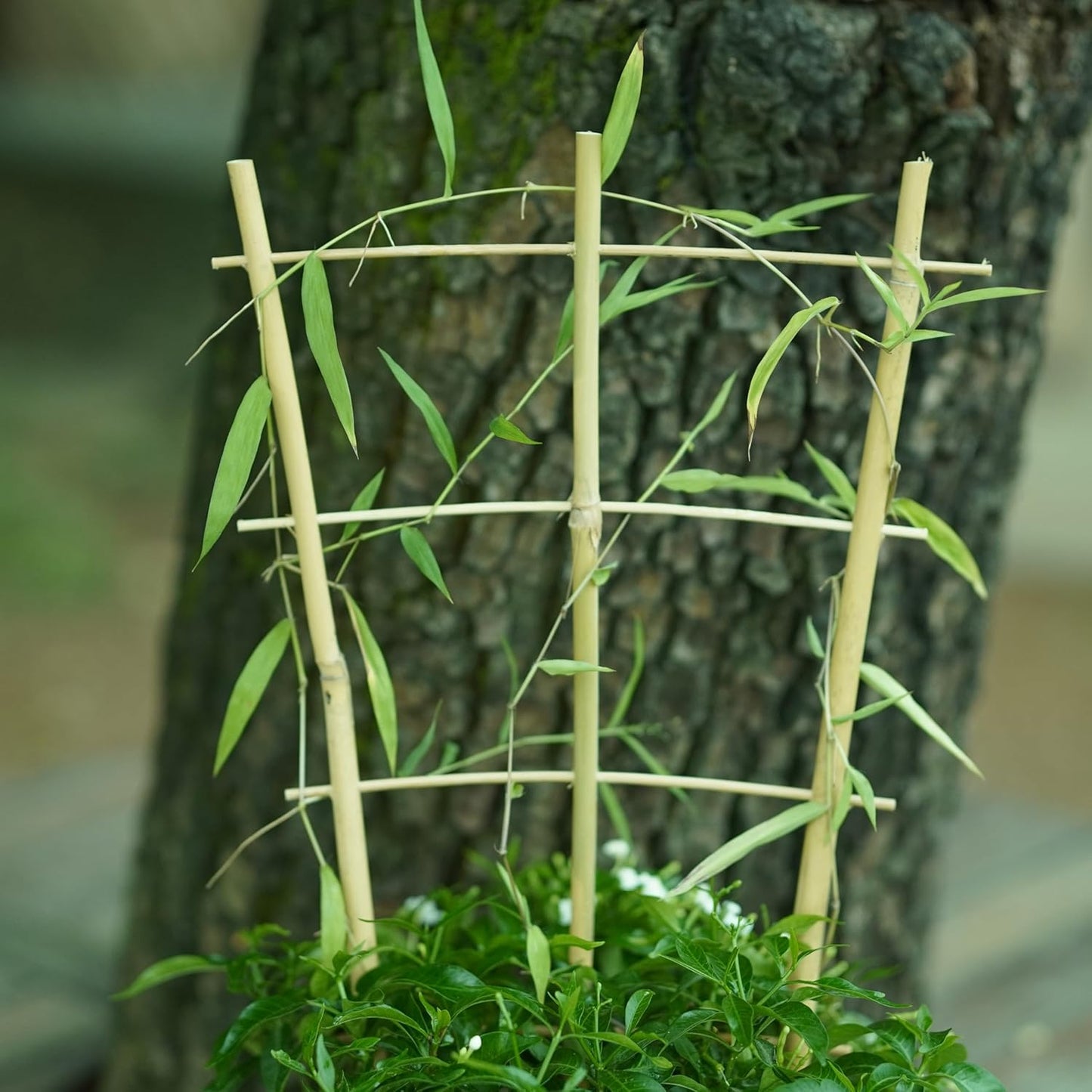 Natural Bamboo Trellis 16inch for Climbing Plants 6 Pack - Plant Ladder Trellis with Garden Ties, Outdoor Decorative Plant Support Stakes for Vines Flowers Vegetables (Fan-Shape)