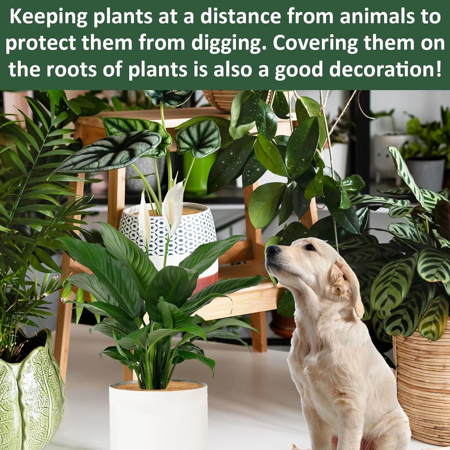 ZeeDix 10 Pack 9 Inch Coconut Fiber Mulch Ring, 100% Natural Coco Coir Tree Ring Mulch Mat Plant Protector Mat, Coconut Coir Discs Plant Pot Soil Cover for Indoor Outdoor Plants, Flower Pot Decoration