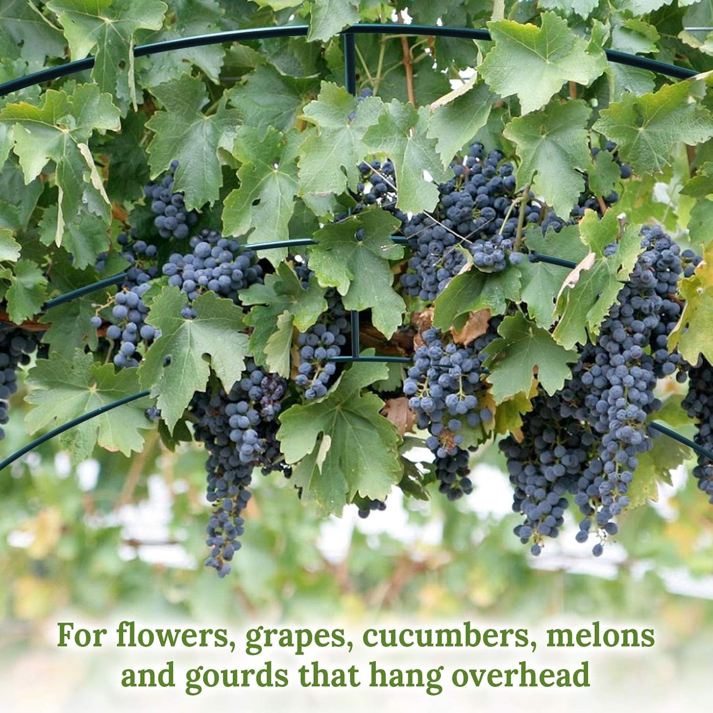 Multi-Size Large Garden Support Arch Frame Climbing Plant Arch Arbor for Flowers/Fruits/Vegetables (9.8ft x 7ft x 7.2ft)