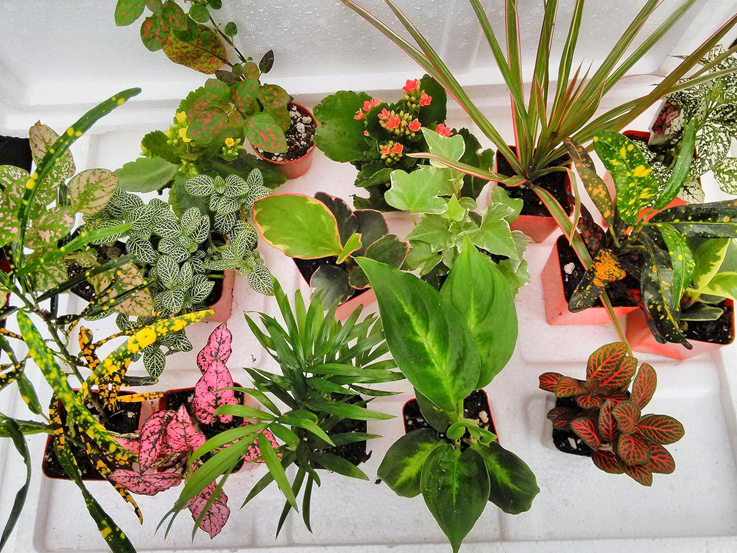 Terrarium & Fairy Garden Plants - 5 Plants in 2.5 (Is Approximately 4 to 6 Inches Height of the Plant)