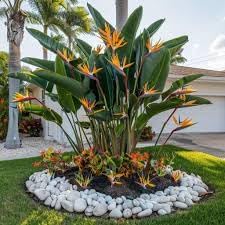 Bird of Paradise - Orange - Strelitzia Reginae. (2 Orange BoP in Sac)