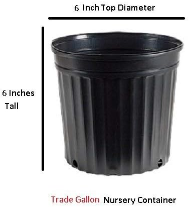 New Life Nursery & Garden 'Confederate Jasmine Vine, Trade Gallon Pot