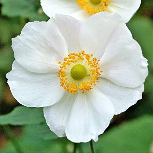 Easy to Grow Anemone The Bride 20 Plant Bulbs - White Flowers in Spring Outdoor, Full Sun