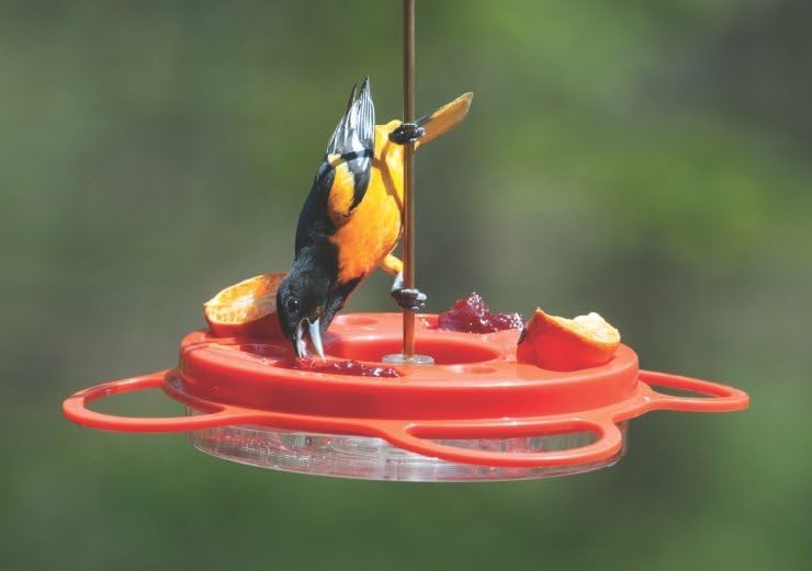 Birds Choice Oriolefest Oriole Bird Feeder | Hanging Bird Feeder for Jelly, Oranges & Nectar | 4 Feeding Ports & Trays with Ant Moat & Bee Guards | Sturdy for Garden & Backyard | 12 oz, Orange