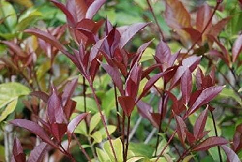 Apricot Echo Orange Tea Olive - Live Plant - (1 QT)