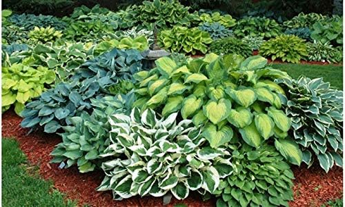 Best Deal on Amazon 9-Pack Hosta Bare Root Perennial Plants - Fresh from Our Farm Ship Fast Directly to you. Perfect for any home & garden grows year after year!