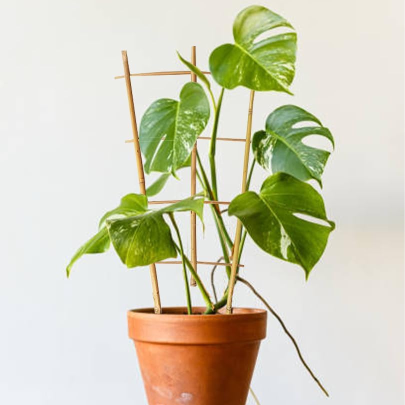 Natural Bamboo Trellis 16inch for Climbing Plants 6 Pack - Plant Ladder Trellis with Garden Ties, Outdoor Decorative Plant Support Stakes for Vines Flowers Vegetables (Fan-Shape)