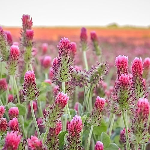 Clover Trio Seed Blend – Premium 4 oz ~44,800 Seeds – Red, White & Crimson Clover – Cover Crop & Soil Enrichment Mix