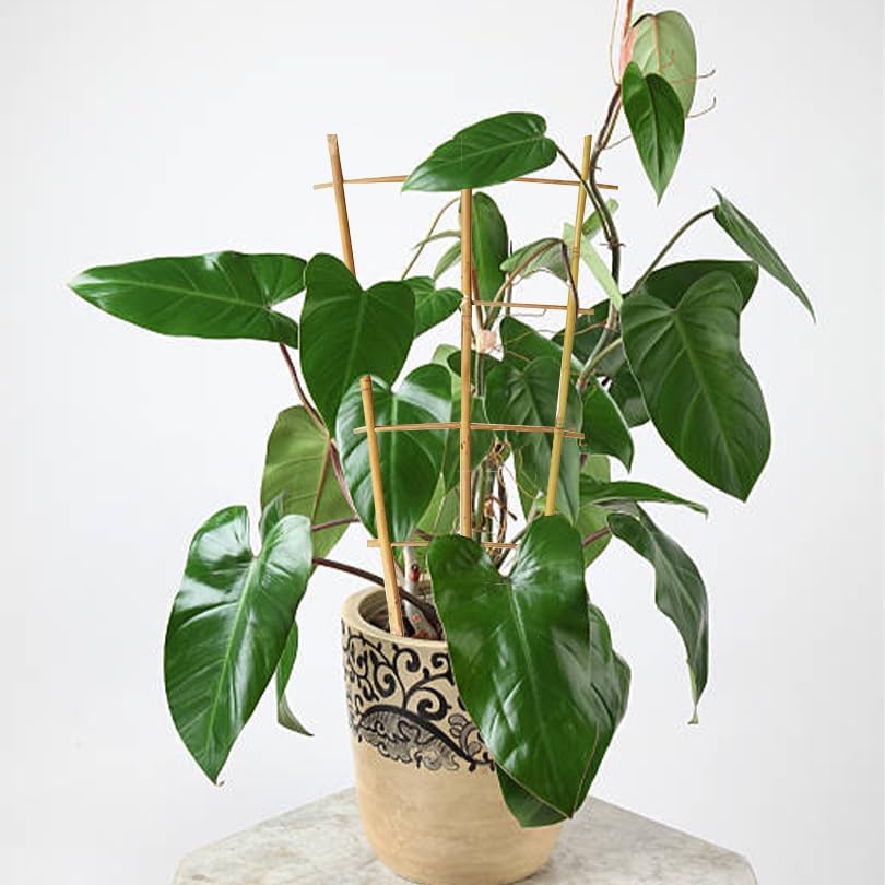 Natural Bamboo Trellis 16inch for Climbing Plants 6 Pack - Plant Ladder Trellis with Garden Ties, Outdoor Decorative Plant Support Stakes for Vines Flowers Vegetables (Fan-Shape)