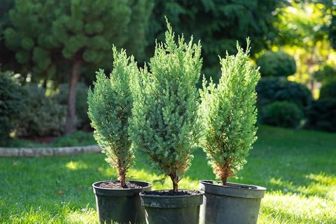 Premium Juniper Potting Soil Mix - Perfect Balance of Nutrients, Drainage, and Aeration for Healthy Juniper Trees - 1 Quart