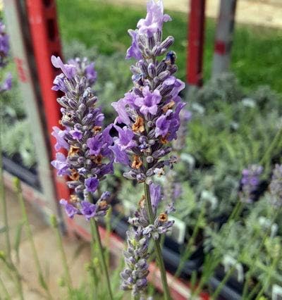 L+ French Provence Lavender 4-Pack – 6–12" Tall Live Plants with Fragrant Blue-Purple Blooms in 4" Pots – Hardy, Aromatic & Perfect for Outdoor Décor & Pollinator Gardens