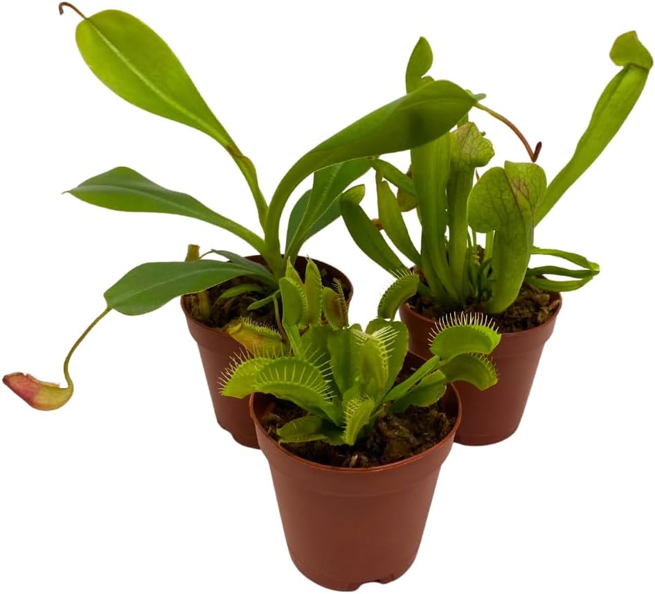 BubbleBlooms Carnivorous Plant Assortment Set, 3 Different Plant Species in 2 inch Pots