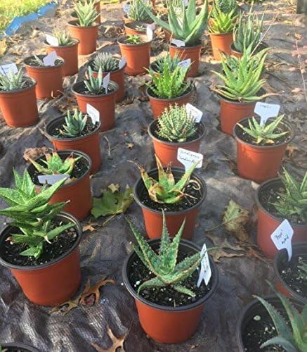 KINGLAKE 100 Pcs 6 x10cm Plastic Plant T-Type Tags Nursery Garden Labels