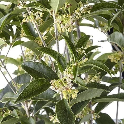 Fragrant Tea Olive | 1 Live Gallon Size Plant | Osmanthus fragrans | Ideal for Gardens & Landscaping | Easy-to-Grow Evergreen Shrub | Delightful Sweet Scent | Decorative & Versatile
