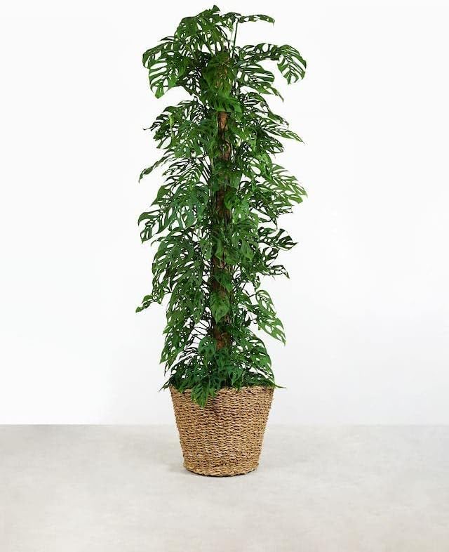 Monstera Adansonii Premium Soil Blend - 20 QT - Promote Aeration, Drainage & Nutrient Retention - (4 Bags of 5 Quart)