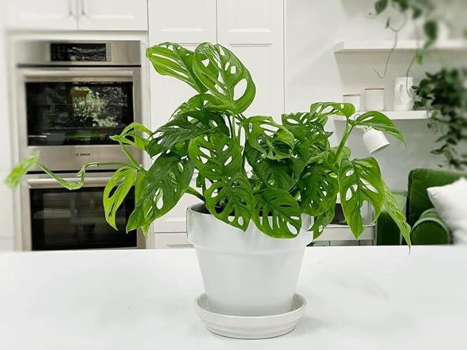 Premium Swiss Cheese Plant Potting Mix - Monstera Deliciosa Blend for Optimal Nutrients and Drainage for Healthy Growth - 1 Quart